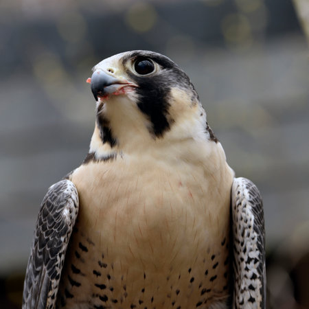Peregrine Falcon, also known as the Peregrine Falconの写真素材