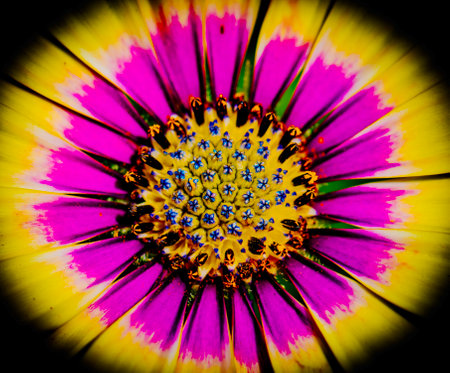 Macro shot of a beautiful daisy flower with yellow and purple petalsの写真素材