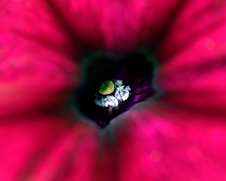 Macro photo of a red petunia flower