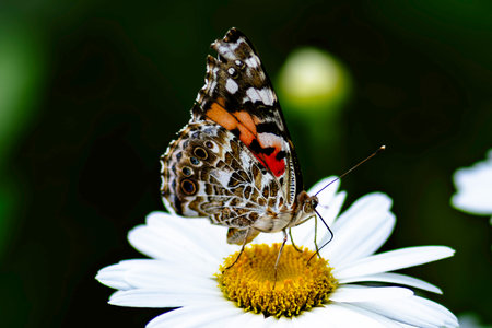 Butterfly on daisy flower in the garden.の写真素材