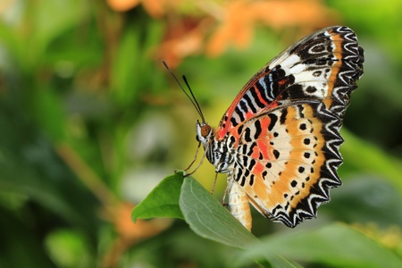 Butterfly, Lacewing showing its color