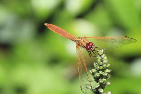 Orange drangonfly