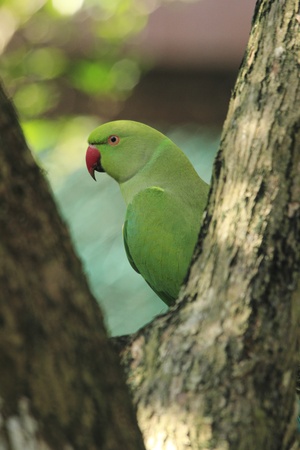 Green parrot portrait