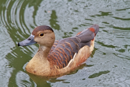 A swimming brown duckの写真素材