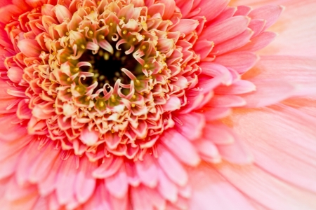 Pink daisyの写真素材