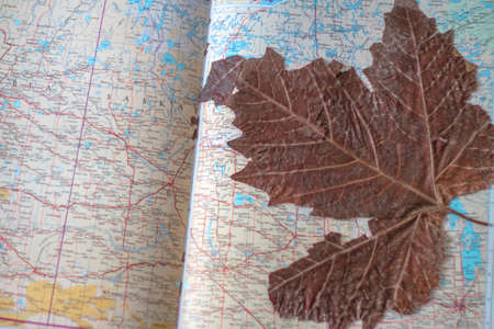 an old leaf dried in a old map book
