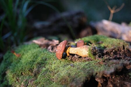 Mushroom in forest
