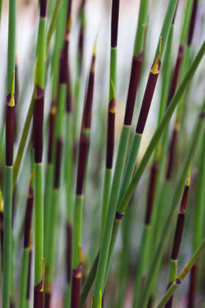 Reed plantの写真素材