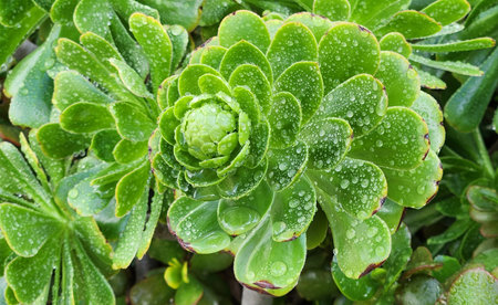Fresh green succulents covered in dewdrops, showcasing nature's intricate beauty.