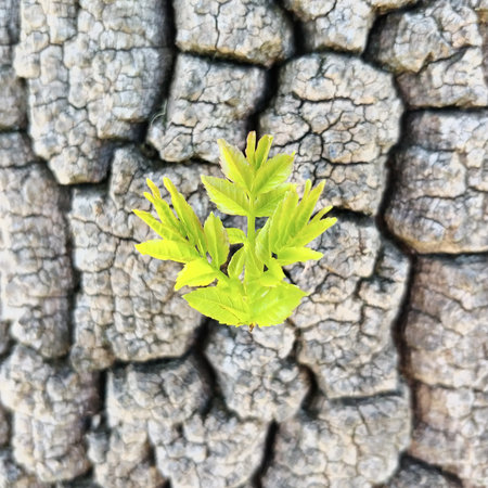 A vibrant green plant sprout emerging from the cracked bark of a tree.