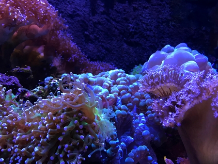 Beautiful Coral in Aquariumの写真素材