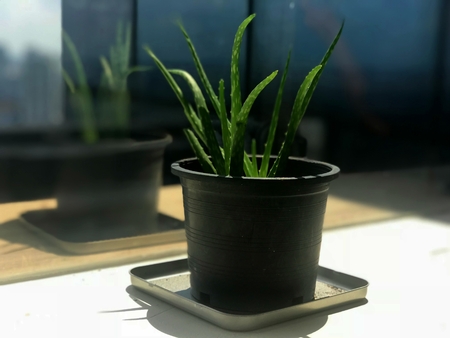 Reflection of Aloe Vera on the glass windowの写真素材