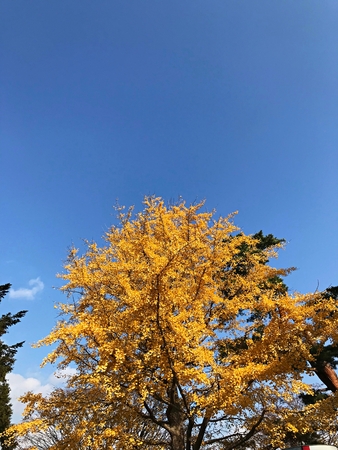 Yellow autumn tree with blue sky and cloudの写真素材
