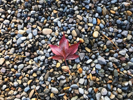 Autum leaf falling on the rockの写真素材