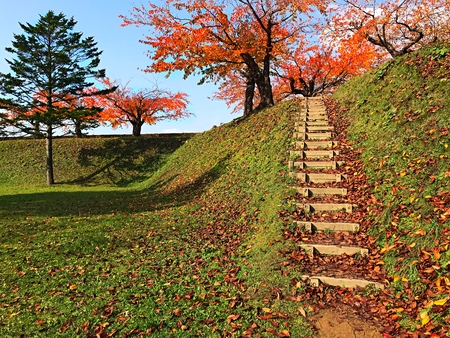 Wood ladder on the hill with pine tree and skyの写真素材