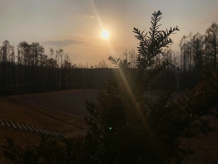 Silhouette of Pine tree under the sunsetの写真素材