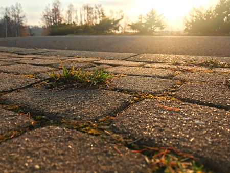 A bush of grass under the sunset light on the footway pathの写真素材