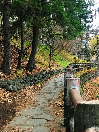 Green Pine tree and a stone walk wayの写真素材