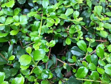 Decorated green grass with a hole