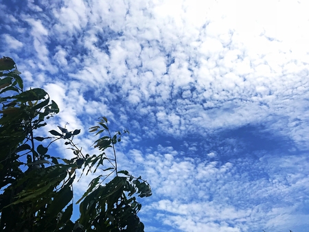 Blue sky, white cloud with green treeの写真素材