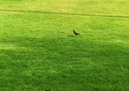 Lillte Myna bird on the morning grass field in Koh Chang Island, Thailandの写真素材