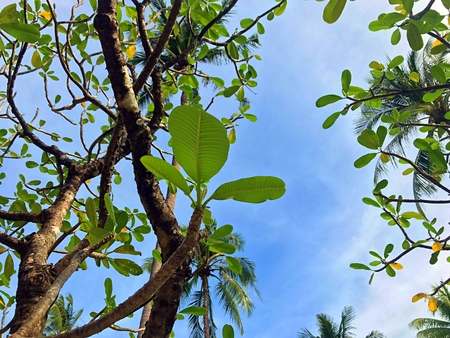 Plumeria tree with coconut tree behind and the sky with cloud, Koh Chang, Thailandの写真素材