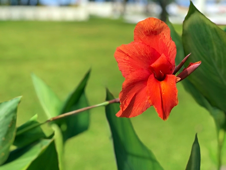Portrait canna lilly with green field which waiting for the morning sunの写真素材