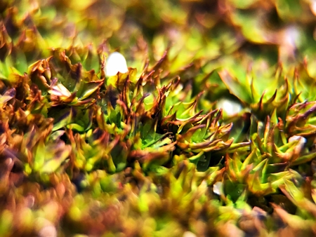 Close up macro of natural moss on the walk platform.の写真素材
