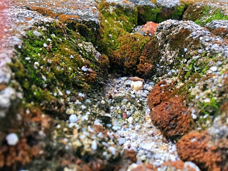 Close up macro to the groove of moss that form on the platform of the walkwayの写真素材
