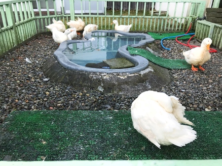 White duck waiting in the open door pen for making a show, Noboribetsu, Hokkaido, Japanの写真素材