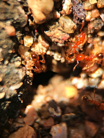 Close up macro of the ant which come out from the their home hole.の写真素材