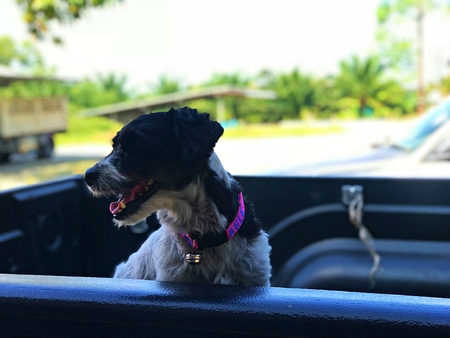 Cute dog on the pick up trunk in rural area of Trat province, Thailandの写真素材