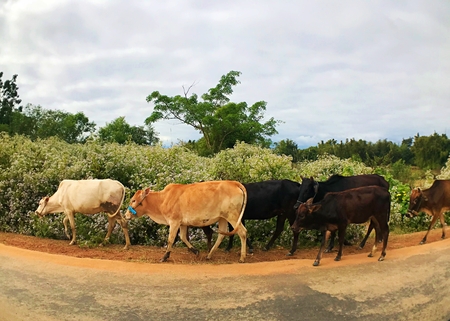 Cow herd passing through a highway in rural area of Kyaing Ton, Myanmarの写真素材