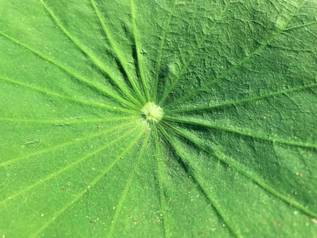 Close up shot on the dried surface floating leafの写真素材