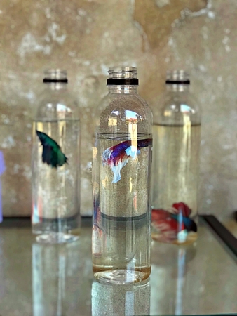 The portrait shot of the fighting fish bottle that use as a decoration items on the tableの写真素材