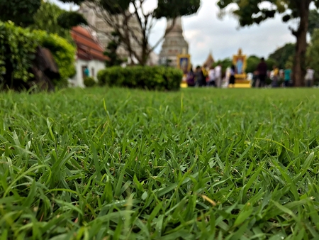 The green lawn with blur background at the dawn temple (Wat Arun)の写真素材