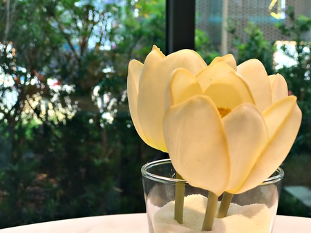 White tulip in the white sand with glass with bokeh background