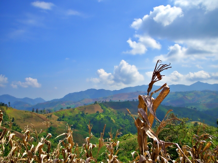 The landscape of dried corn with green mountain and bluesky with cloud, Nan, Thailand.の写真素材