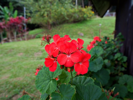 The blooming red flower with green leaf and the grass field in the garden, Nan, Thailand