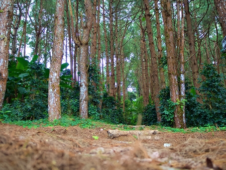 The pathway in the wood with green bushes, dried grass and the big pine treeの写真素材