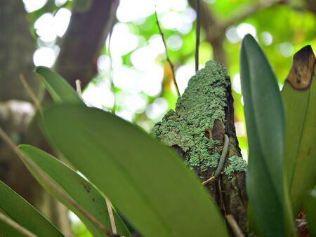 Focus shot on the moss that grow on the trunk of orchid with bokeh backgroundの写真素材