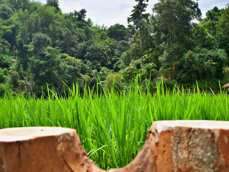 Blur tree trunk with the green field at background at the country side of Chiang Mai, Thailandの写真素材