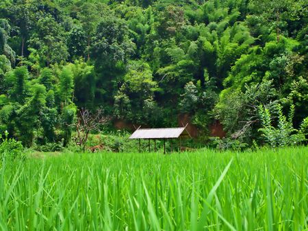 The landscape of green rice field and the cottage at the center in Chiang Mai, Thailandの写真素材