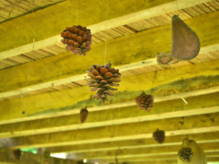 Dried pine cone hanging under the cottage as a decoration in rural area of Chiang Mai, Thailandの写真素材