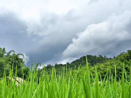 The green field with thunder storm cloud and the green mountain in Chiang Mai, Thailandの写真素材