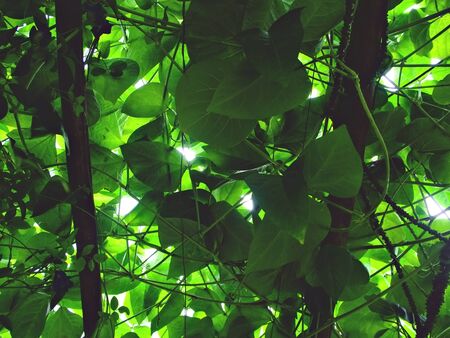 The shot on the over head leaves textured in the green leave tunnel with light shade in Chiang Mai, Thailandの写真素材