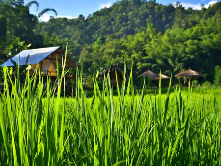 Landscape shot of the rice field under the shining sun with blur cottage background Chiangmai, Thailandの写真素材