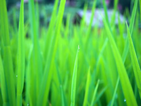 Raindrop at the tip of the rice tree in the farm at Chiangmai, Thailandの写真素材