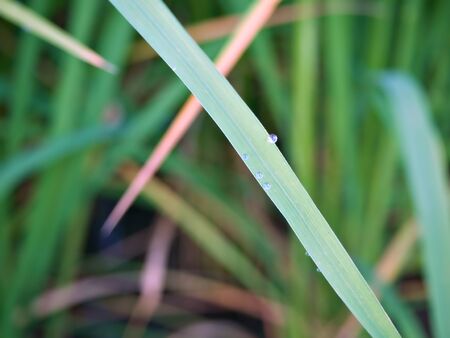 The drops of water on the leaf in the farm after the heavy rain in Chiangmai, Thailandの写真素材