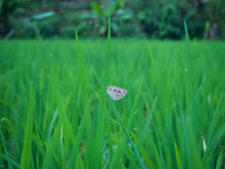 Landscape of the green rice farm in the evening with butterfly and water drop after the rain Chiangmai, Thailandの写真素材